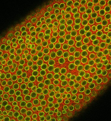 Figure 1: Drosophila embryo double-labeled for processed caspase...